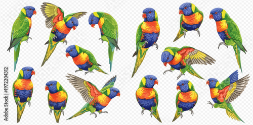 Set of colorful rainbow lorikeet parrots in various poses, isolated on transparent background.