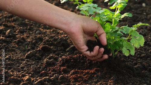  A farmer's hands are applying organic fertilizer to the vegetable plants for optimal growth. The vegetables are pesticide-free.