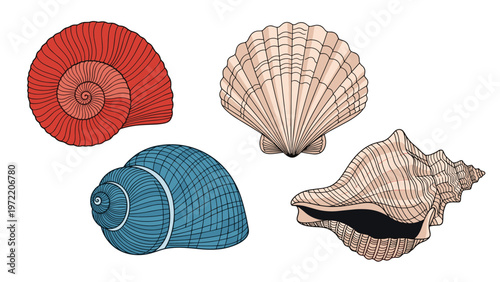 Four different types of sea shells in red, beige, and blue colors showing intricate spiral shapes and textures against a white background.