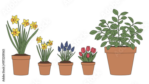Various spring flowers in terracotta pots including bright yellow daffodils, purple muscari, and red tulips for home gardening.