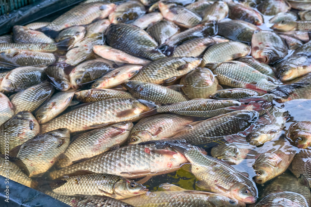 Obraz premium Fresh catch.River fish crucian carp on counter at market