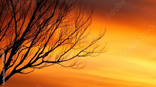 A silhouette of bare tree branches against a vibrant orange and yellow sunset sky. Calm and serene