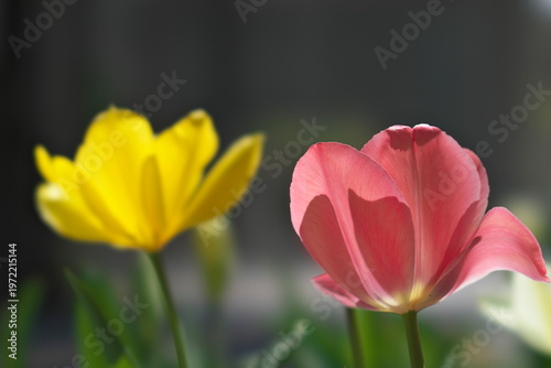 Tokyo, Japan - April 3, 2026: Closeup of colorful tulip flowers
