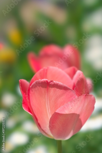 Tokyo, Japan - April 3, 2026: Closeup of colorful tulip flowers
