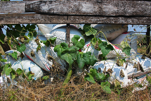 View of a pile of sacks in the hut that are overgrown with vines. 