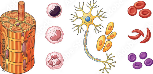 WebHuman anatomy cell set featuring skeletal muscle fiber, nerve neuron, white blood cells, erythrocytes, and sickle cell anemia medical vector.