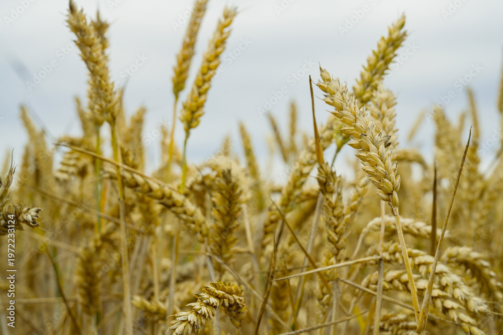Fototapeta premium Wheat stalks in a field, fertility, farming plantation, bread wheat, copy space