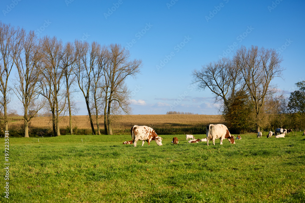 Fototapeta premium Cows graze peacefully in a sunny green pasture on a clear day, with bare trees and a dry field under a blue sky, depicting tranquil rural life and agriculture.