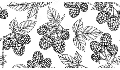 Raspberry seamless pattern engraved berry branch vector hand drawn summer fruit background