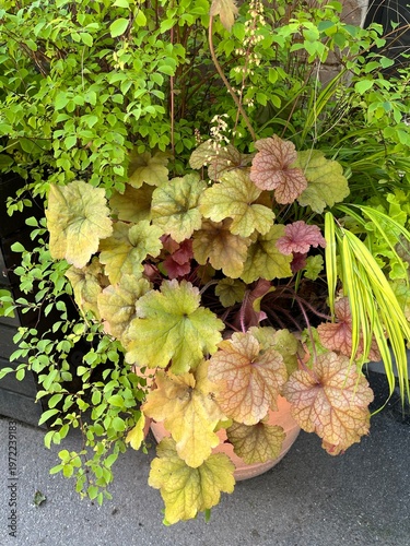 Foto Potted composition with Heuchera Ginger Ale with delicate green and pink leaves in the garden