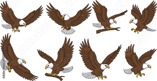 Bald eagle collection illustration with flying and landing poses detailed bird of prey set for wildlife nature and patriotic design
