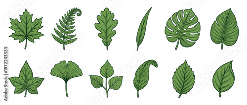 Collection of various green leaves in a hand-drawn style, showcasing different botanical shapes and natural foliage elements for design.
