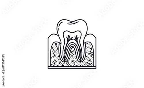 A detailed illustration of a tooth with roots and gum structure