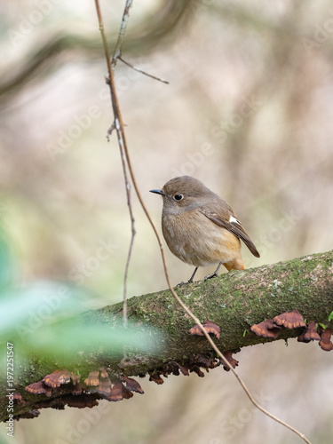 冬のジョウビタキ