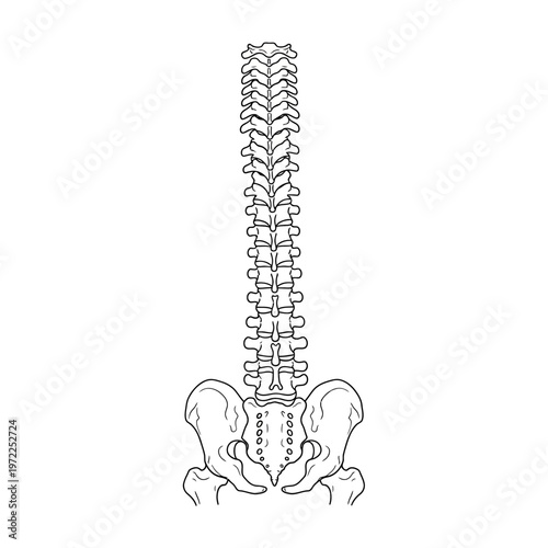 Medical illustration of the human spine and pelvic bones, white background.