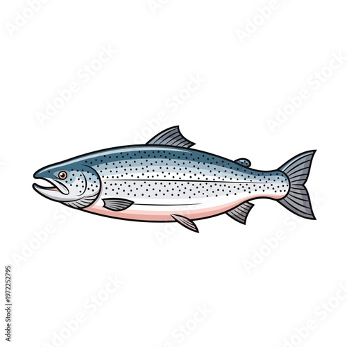 Detailed illustration of a vibrant salmon fish isolated on white background.