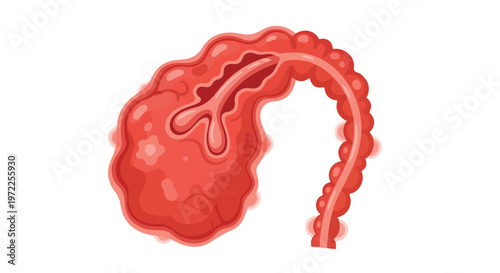 Abstract representation of a human colon with internal structure and texture on a white background