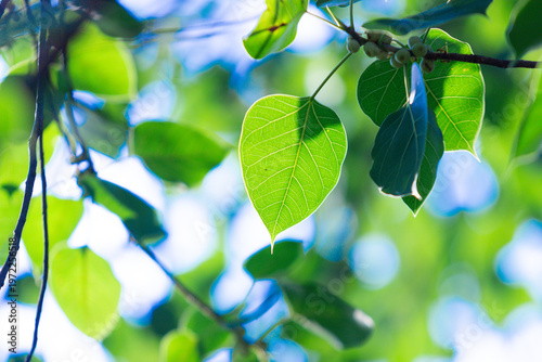 green leaves on blue sky background