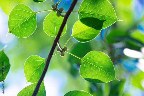 green leaves background