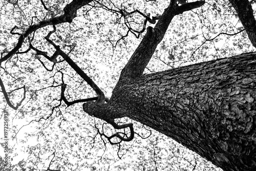 A black and white photograph of large trees after a forest fire.