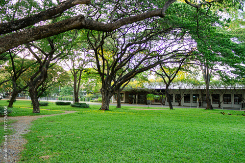 Sunset in a park during summer, with a grassy area; a wide-angle view. There is space for text.
