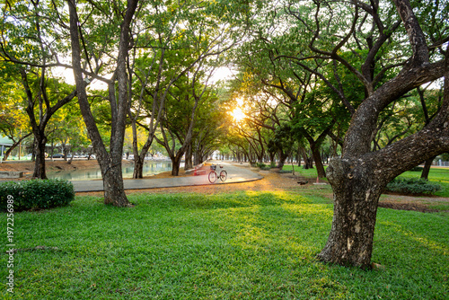 Sunset in a park during summer, with a grassy area; a wide-angle view. There is space for text.