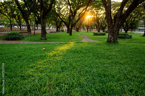 Sunset in a park during summer, with a grassy area; a wide-angle view. There is space for text.