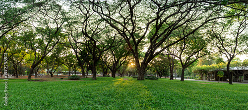 Sunset in a park during summer, with a grassy area; a wide-angle view. There is space for text.