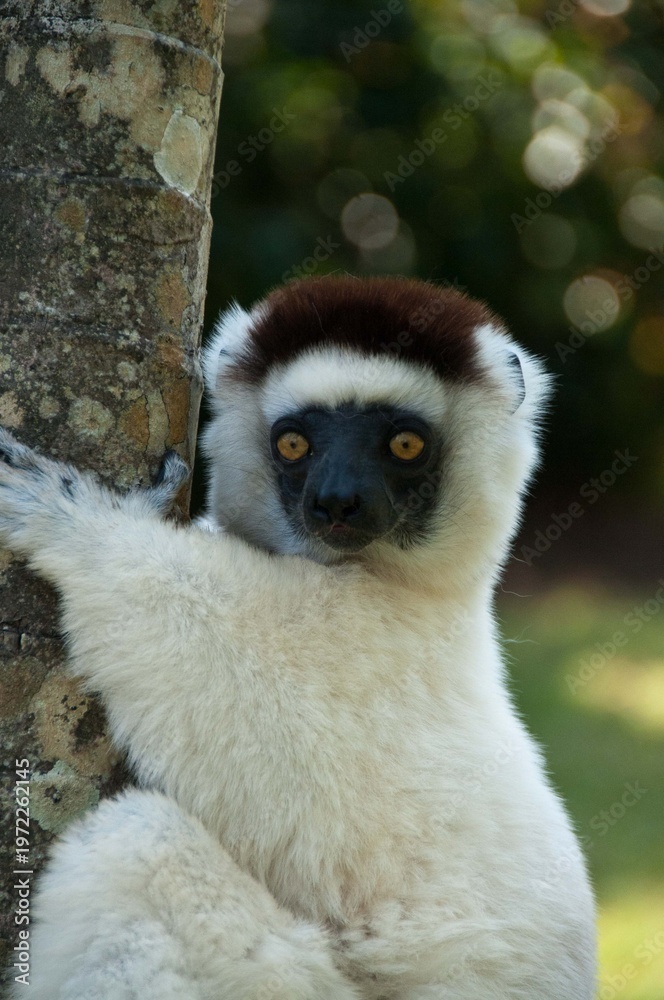 Fototapeta premium Close up of white lemur sifaka in the Nahampoana reserve 
