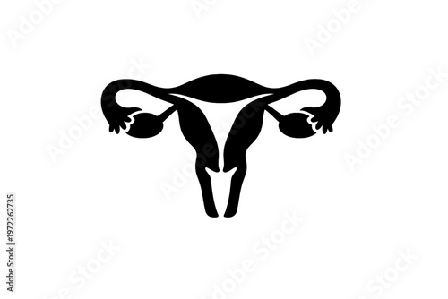 Human uterus and ovaries on white background