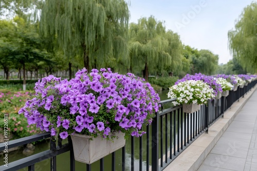 Purple and white petunias blooming on canal railing
