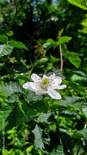 A beautiful white blackberry flower surrounded by lush green leaves in a natural setting. Vertical orientation.