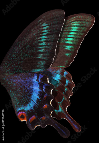 Papilio maackii. Colorful exotic swallowtail butterfly wings isolated on black. Tropical butterfly wings close-up