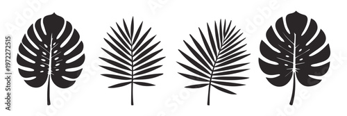 Monstera tree leaf set ,silhouette vector illustration. set of black silhouettes of leaves	
