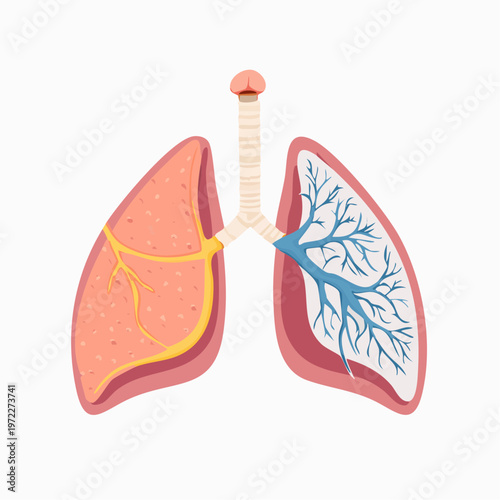 Anatomical illustration of the human respiratory system, showcasing healthy lungs with detailed bronchial tubes and alveoli