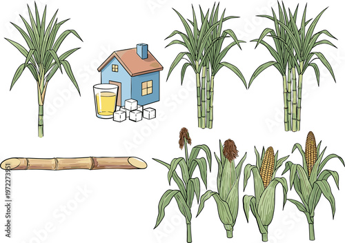Sugar Cane Plant, Home, and Corn Field Illustration Set for Agriculture, Farming, and Organic Product Graphics