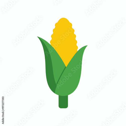 Fresh corn on the cob with green leaves, harvest season concept
