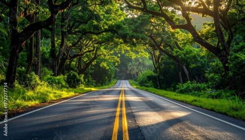 Road through the lush green forest with sunlight.