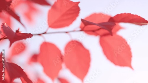 Soft Focus Red Leaves Background, Autumn Season, Gentle Bokeh Effect