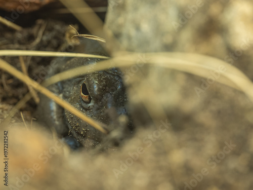 Fotografía Close-up of a burrowing frog head buried in the soil.