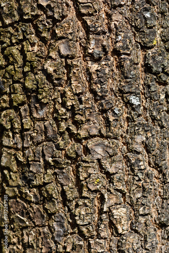 Fotografia Common ash bark detail - Latin name - Fraxinus excelsior