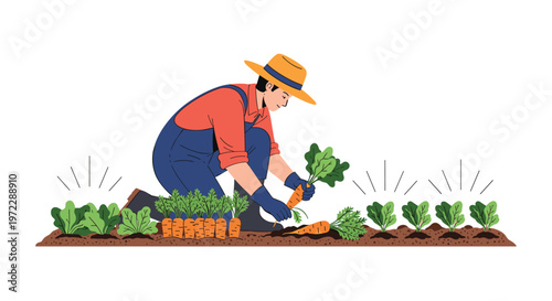 Hardworking farmer in a straw hat and overalls kneeling in a garden and harvesting fresh organic carrots from the soil.
