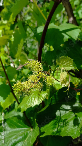 blooming, grapevine, grapes, flowers, nature, agriculture, green, vertical orientation, vine, plant, flora, vineyard, fresh, organic, spring, summer, gardening, horticulture, leaf, blossom, close-up, 
