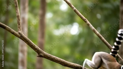 A playful lemur climbing a tree branch in a lush green forest, showcasing its unique tail