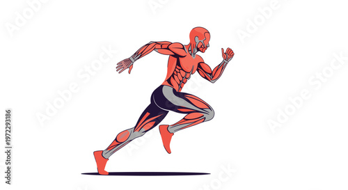 Detailed illustration of the human muscular system of a male athlete running showing muscles in motion for fitness.