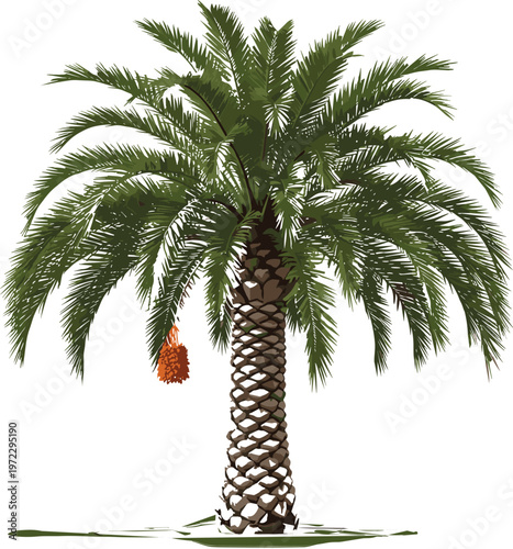 A detailed vector illustration of a majestic date palm tree with ripening fruit and green fronds isolated on white background for tropical landscaping