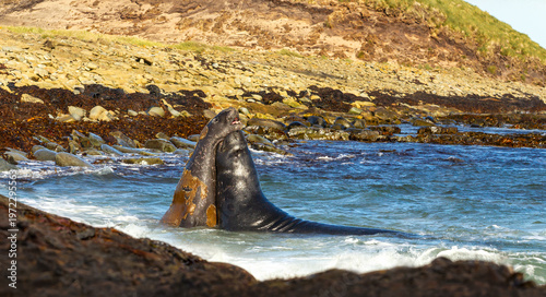 Southern Elephant seals fighting during breeding season in Falkland Islands