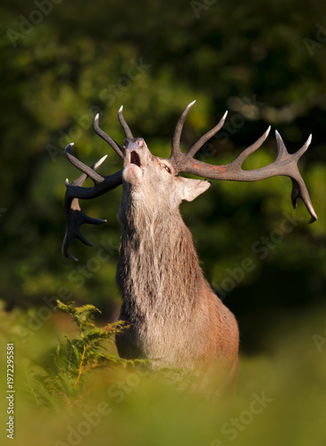 Konstfotografi Portrait of a red deer stag roaring during rutting season in autumn