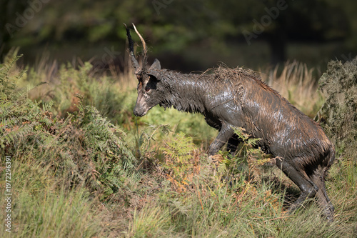Bild auf Leinwand Young red deer stag walking in ferns with body and antlers heavily coated in mud