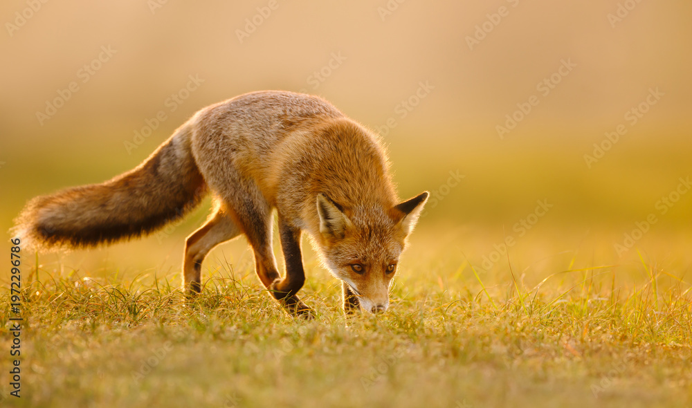 Fototapeta premium Red fox hunting in a golden field during a sunset